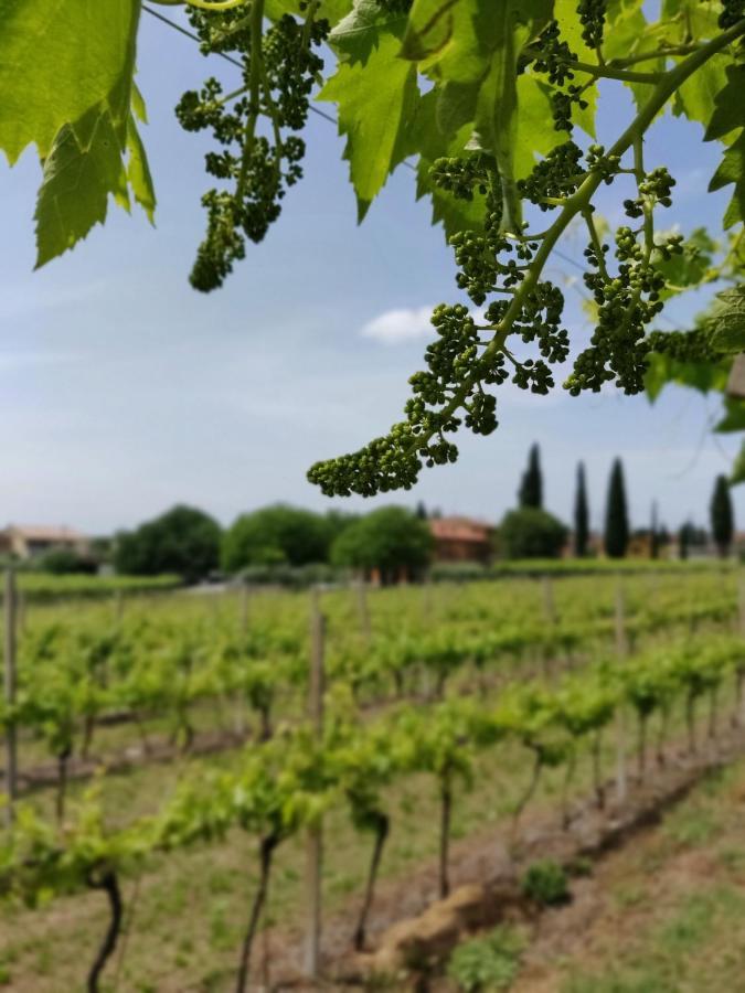 Agriturismo La Vigna Colà Kültér fotó